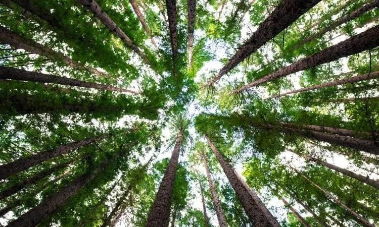 8 способов найти потерянный дрон без трекера 8 способов найти потерянный дрон без трекера